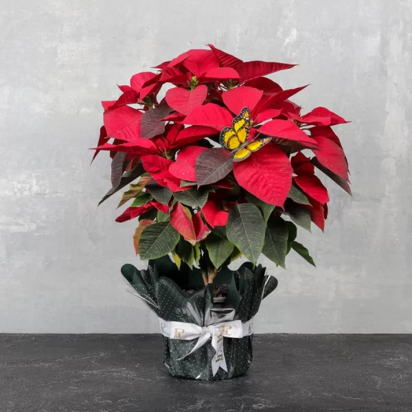 Christmas Queen Poinsettia