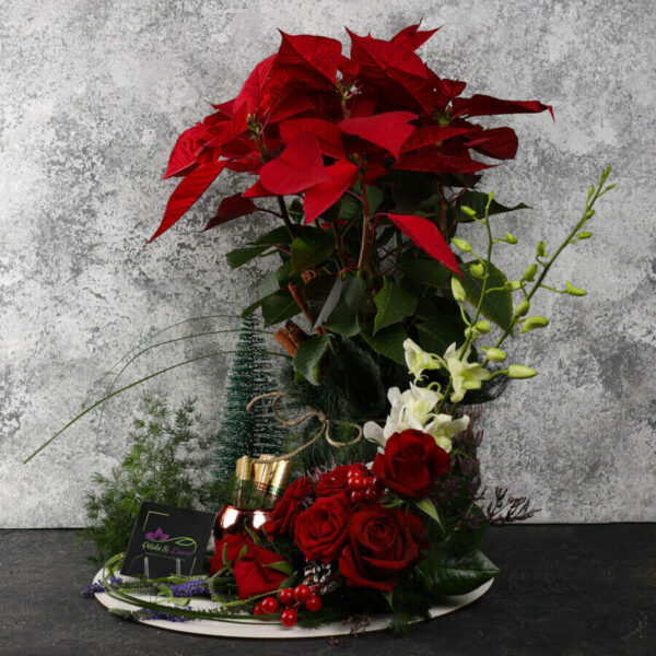 Poinsettia in Style