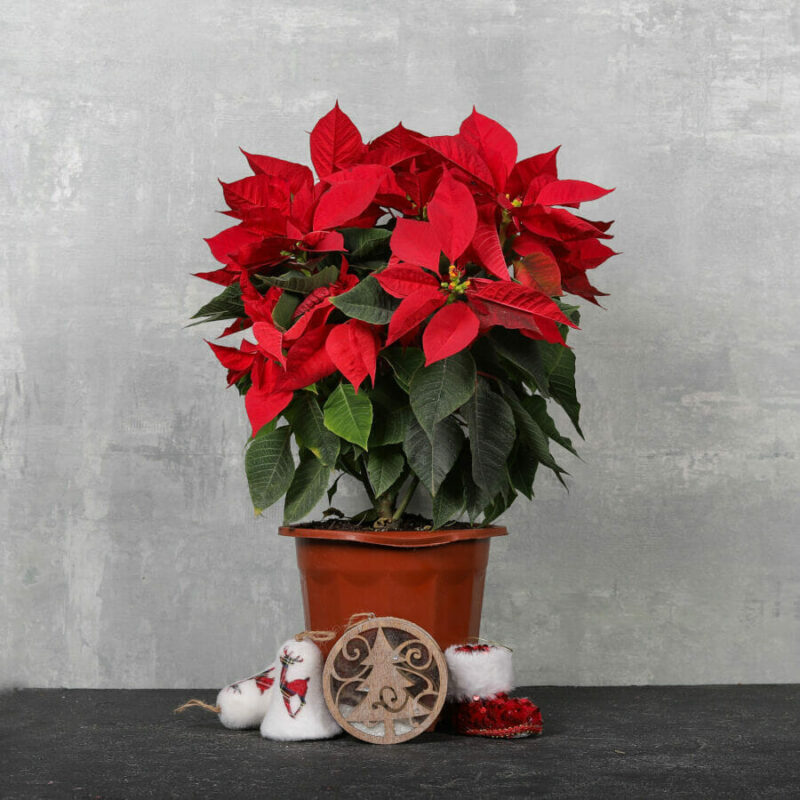 Christmas Queen Poinsettia | Petals & Leaves